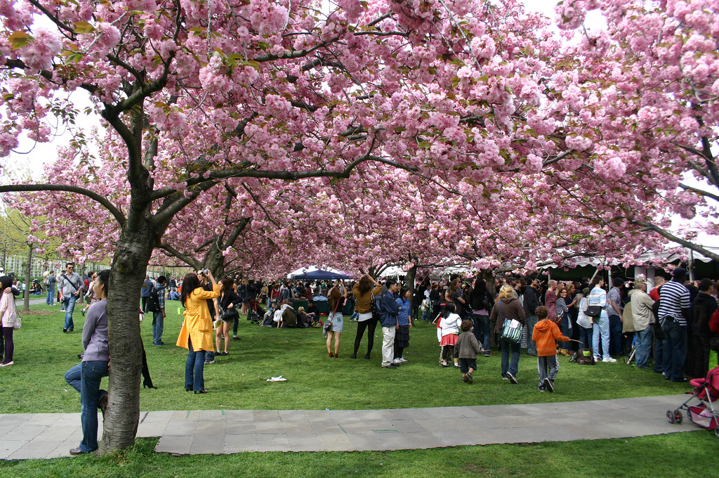 Cherry Blossom Festival 2017 Pacific Tradewinds Hostel