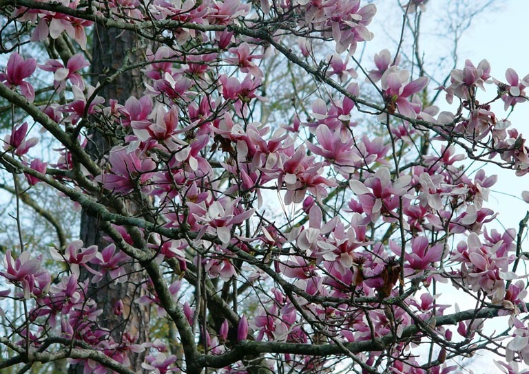 San Francisco Botanical Garden - Magnolia Bloom Day | Pacific ...