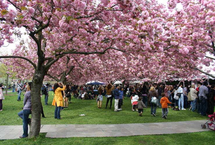 Cherry Blossom Festival 2016 San Francisco Hostels Club